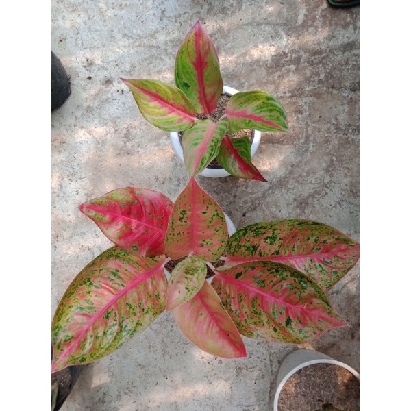 aglonema red panama dan mahasety