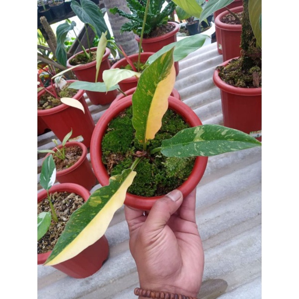 philodendron ring of fire