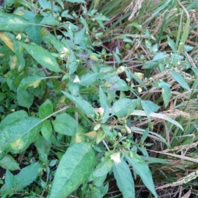 

Tumbuhan ciplukan fresh 1 kg