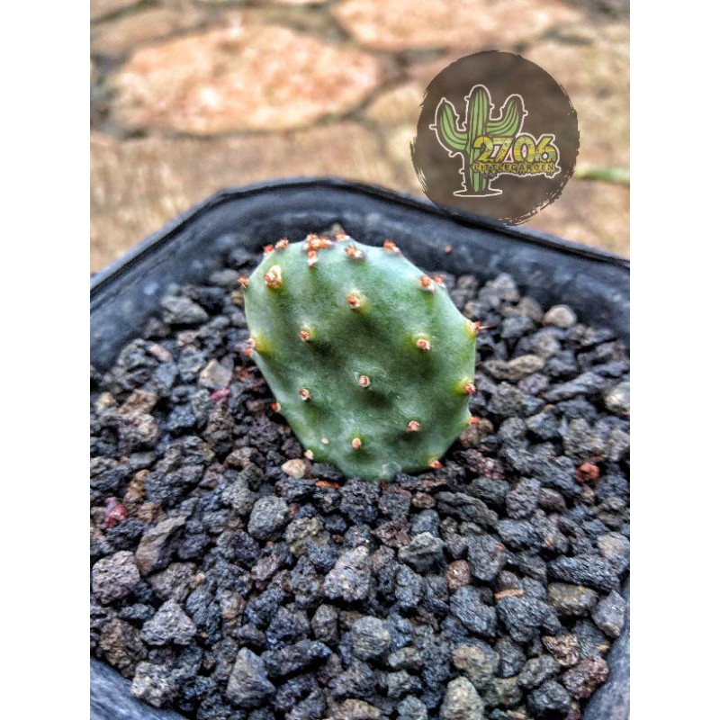 Opuntia Violacea Var. Santa-rita