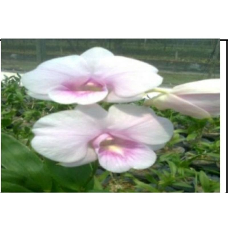 Anggrek Pink Nathania (NTA)