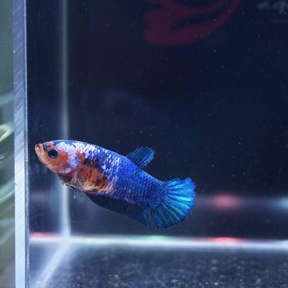 cupang female plakat multicolor masking betina 0610