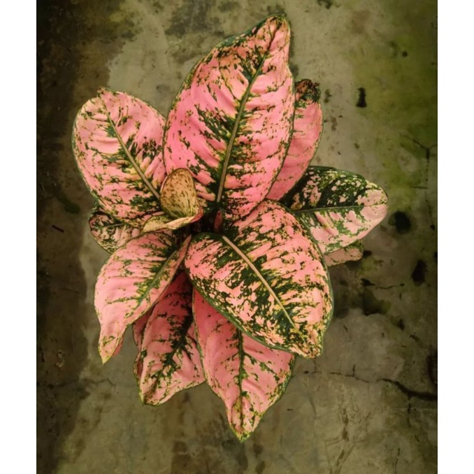 Aglonema Ruby Fanta ( Tanaman Hias Aglonema Ruby Fanta Termurah ) BISA COD ✅