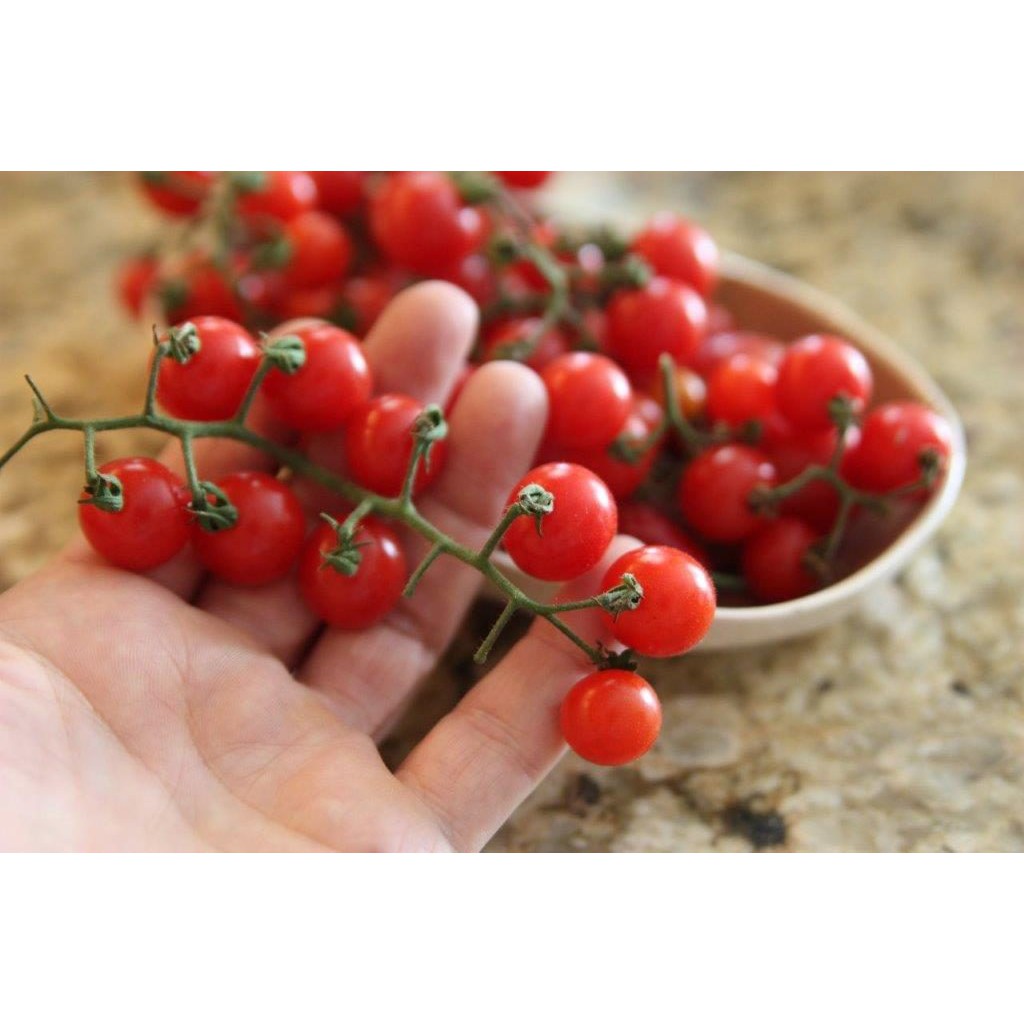 Benih-Bibit Tomat Cherry Red Currant (Haira Seed)