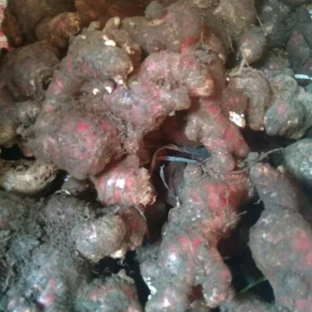 

Termurah (COD) jahe merah segar 500gram