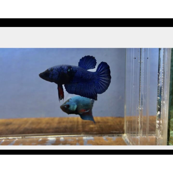 Ikan Cupang Avatar Male Ikan Cupang Male Avatar Jantan