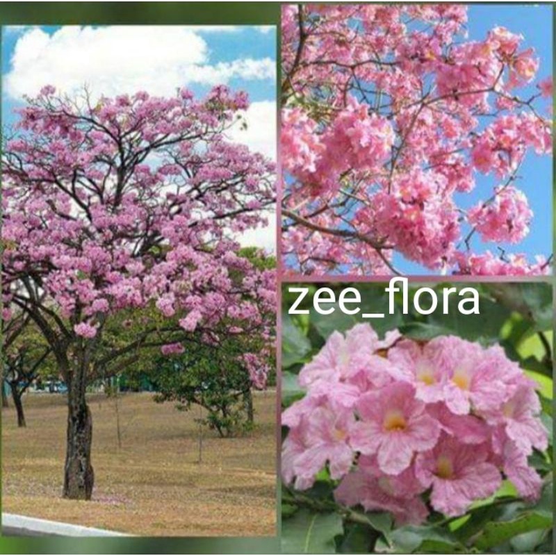 Pohon Tabebuya Pink 1 Meter Sehat Akar Banyak