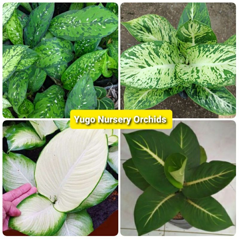 Paket Hemat Paket Aglonema Jadul Aglonema Tisu Diven Army Diven Neon Aglo Brazil