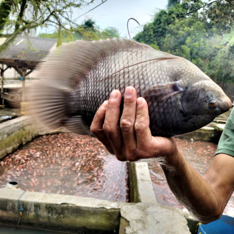 

ikan gurame segar