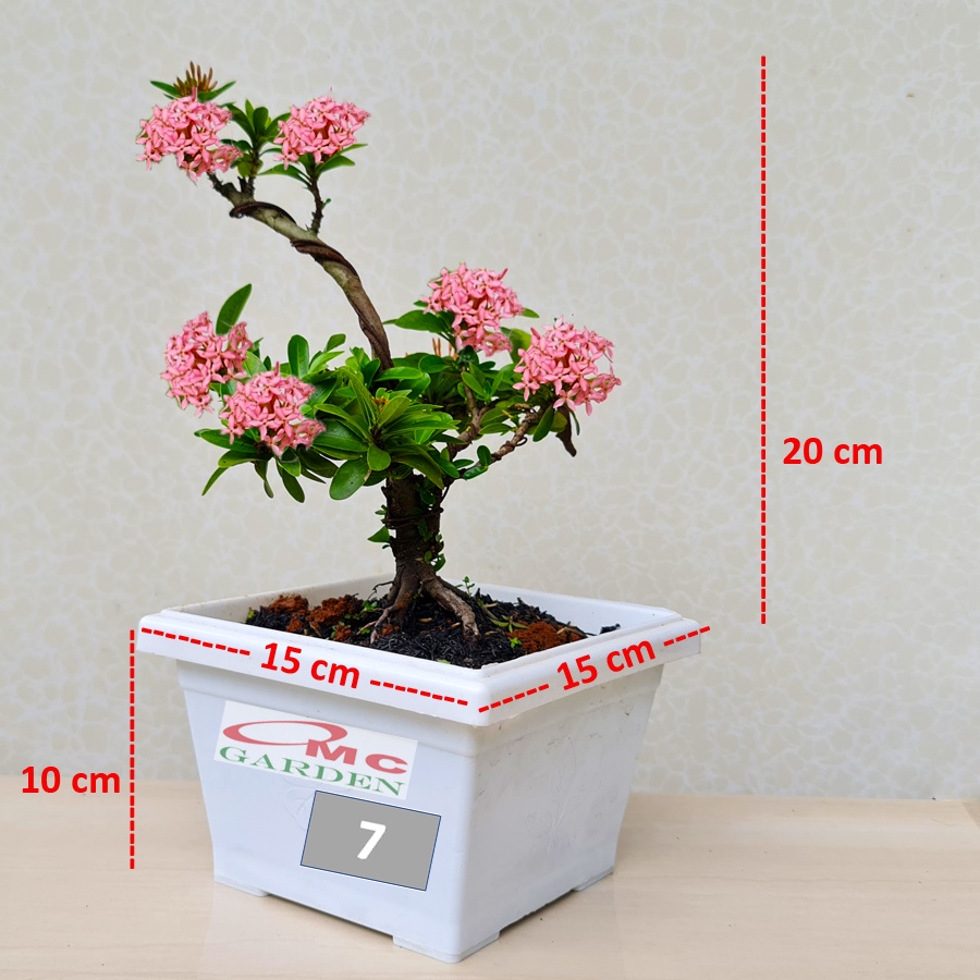 Tanaman Hias Bonsai Bonsae Mame Soka Mini Asoka Jepang Ixora Pink Jambon B-SMP-007