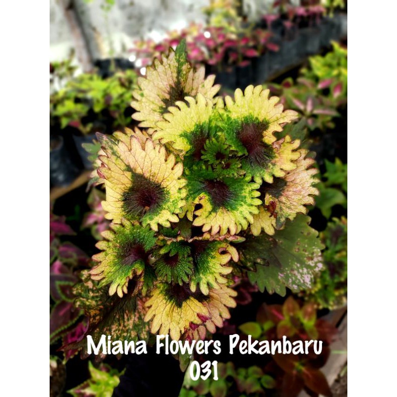 Miana Super Premium ( id Sakura )