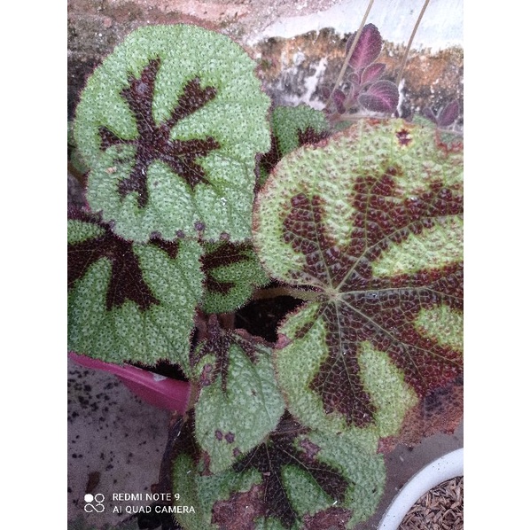begonia macan