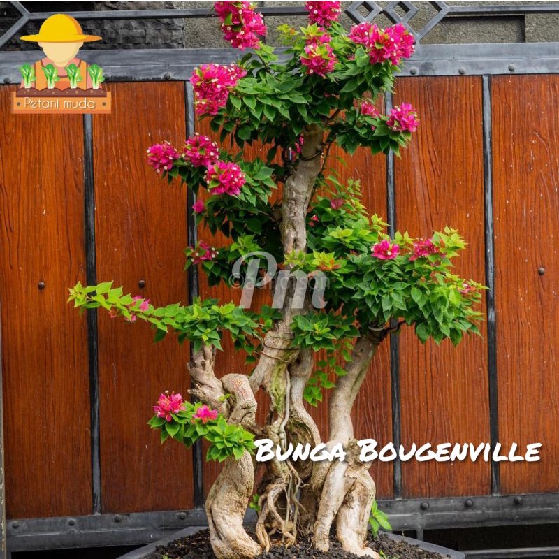 Bunga Bougenville l Bahan Bonsai