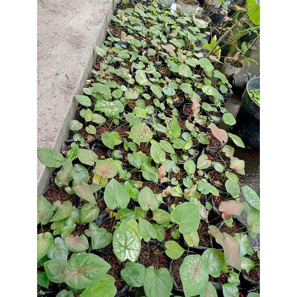 Keladi hybrid ori biji random