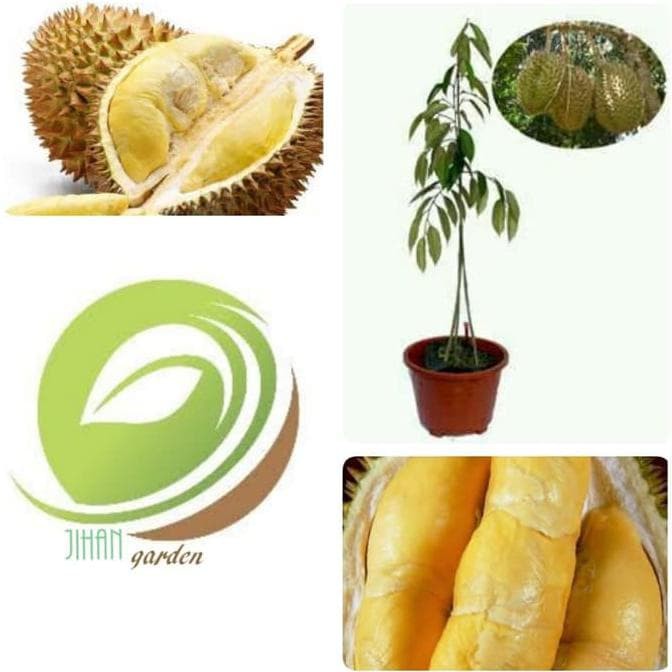 H0Re Bibit Tanaman Buah Duren Bawor Kaki Tiga/Pohon Durian Bawor Mas