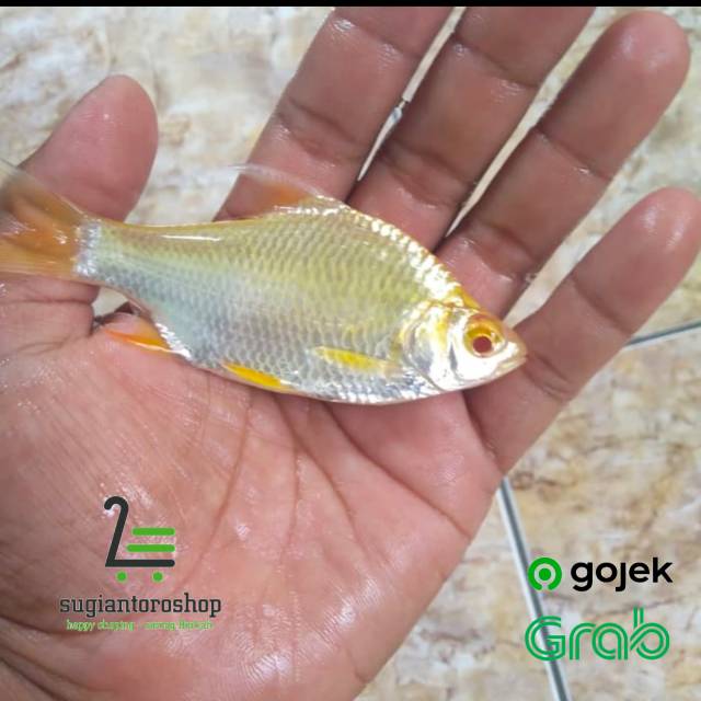 

Ikan kaviat albino size M