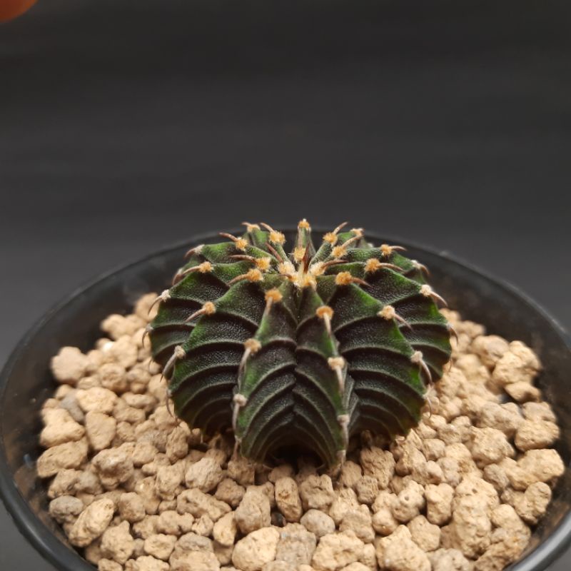 kaktus LB 2178 original seedling