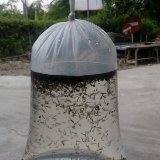Jentik Nyamuk Makanan Ikan Cupang  - Ncuk Nyamuk