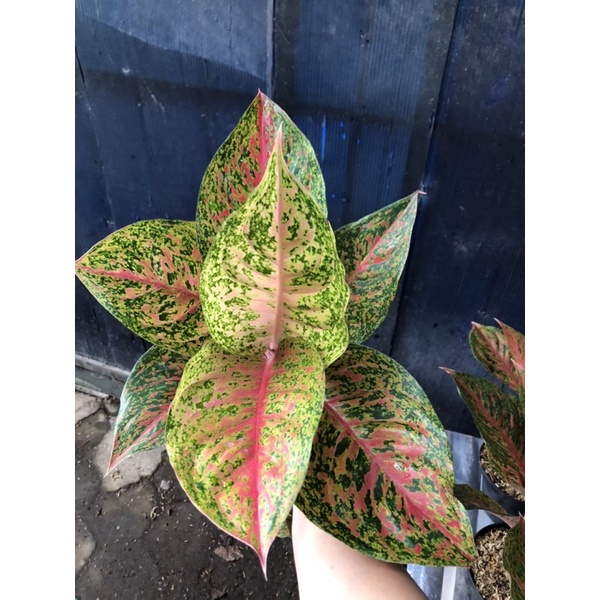 Aglaonema striptease jumbo