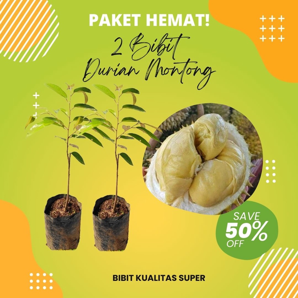 PROMO PAKET HEMAT BELI 1 GRATIS 1 BIBIT DURIAN MONTONG ASLI OKULASI BIBIT UNGGUL - BUAH DURIAN MONTO