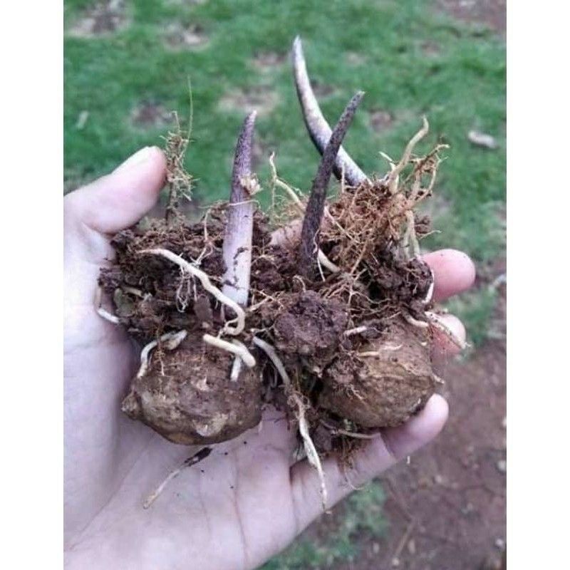 ORIGINAL caladium thailand import / keladi import / keladi tailand paket 6 bonggol