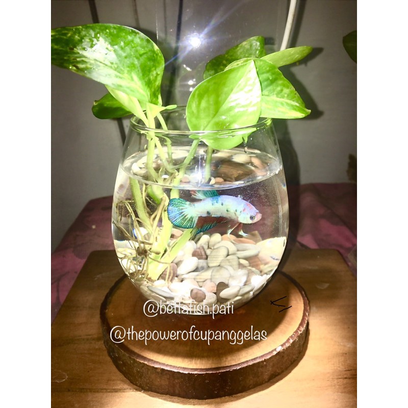 Vas bunga kaca / Bubble ball glass / Gelas Cupang / Vas tanaman air