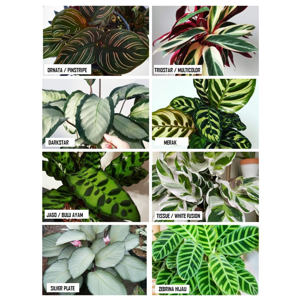 Calatea paket 8 tanaman hias indoor calathea