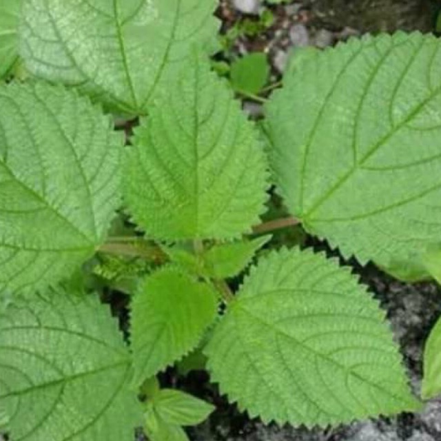

Daun pulus / jelatan fres