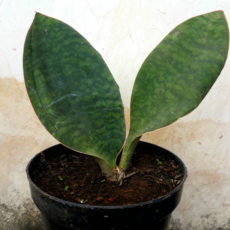 Sansevieria Masoniana_Centong
