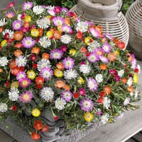 Benih Bibit Biji - Bunga Ice Plant Livingstone Daisy Mix Mesembryanthemum criniflorum (Tahan Panas)