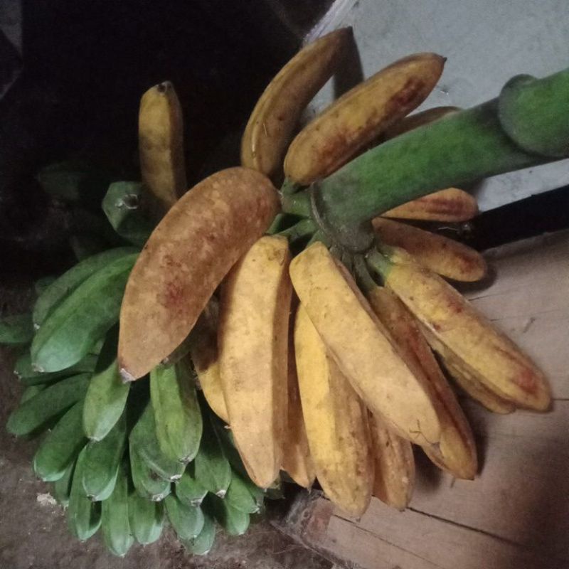 

PISANG BANANA KAPAS 1 KG