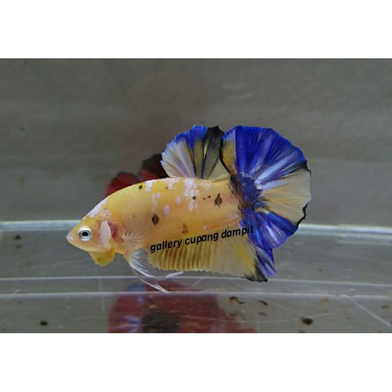 Cupang Yellow Galaxy