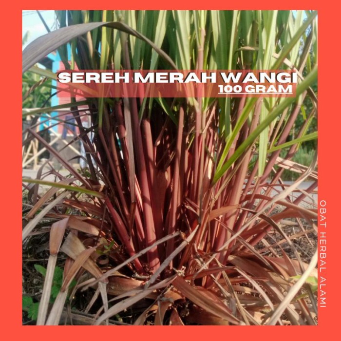 

POPULER SEREH MERAH WANGI SEGAR OBAT HERBAL 100GR