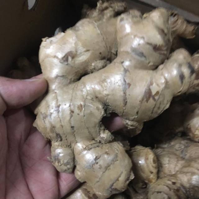 

Jahe gajah 250 gr