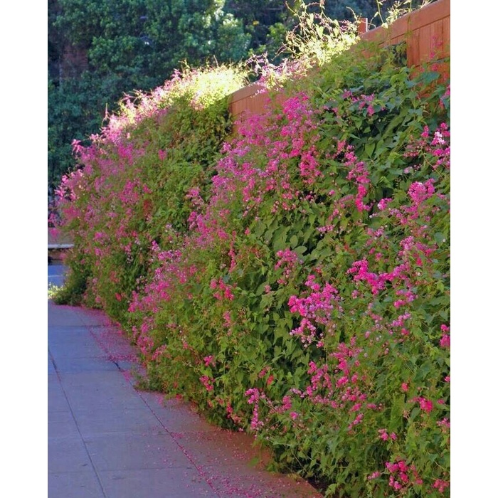 biji benih bunga air mata pengantin