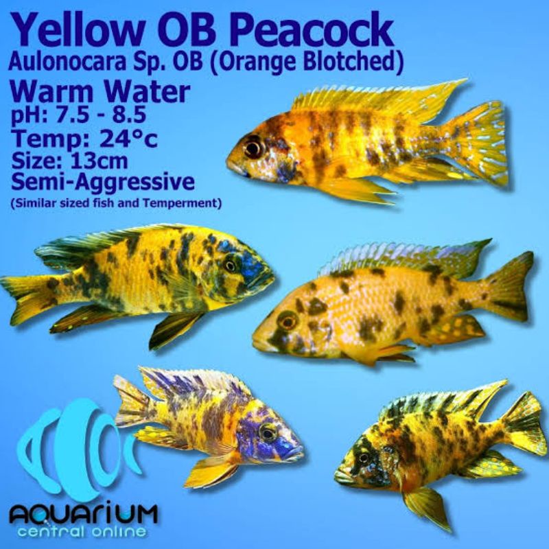 (limited) Yellow OB Peacock cichlid afrika aulonocara