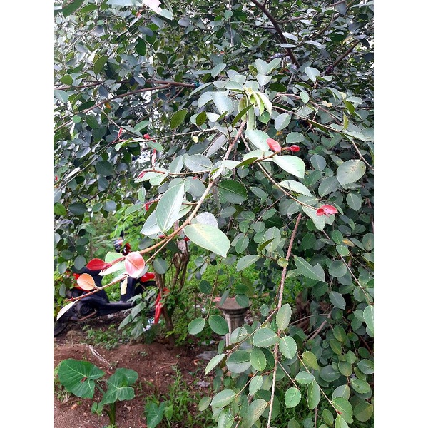 bahan bonsai iprik silver merah impor / bibit iprik silver merah impor thailand