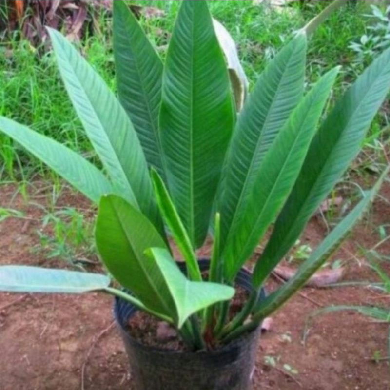 Tanaman hias philodendron lynette - philo linet - philodendron Lynette