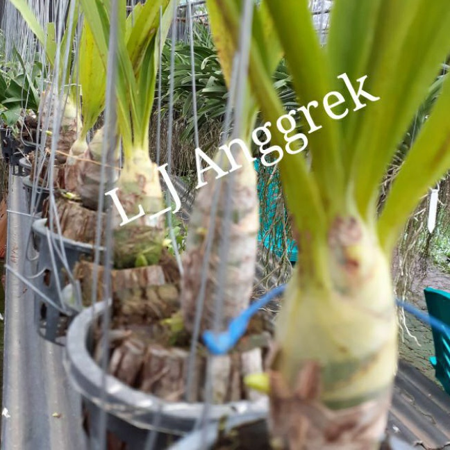 Anggrek Catasetum After Dark Black Pearl. Black Cherry Red  n Jumbo Puff- Chysis