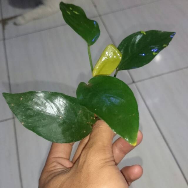 Anubias nana