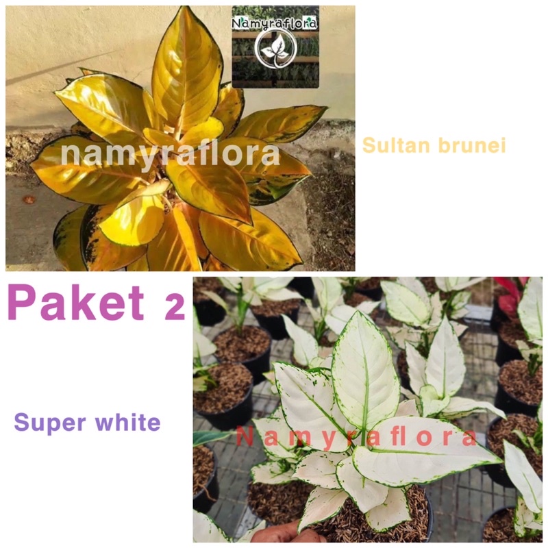 paket 2 bonggol aglonema *sultan berunei  *super whaite