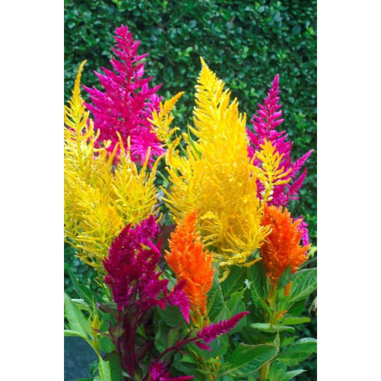 Benih-Bibit Bunga Celosia Pampas Plume Mix (Haira Seed)