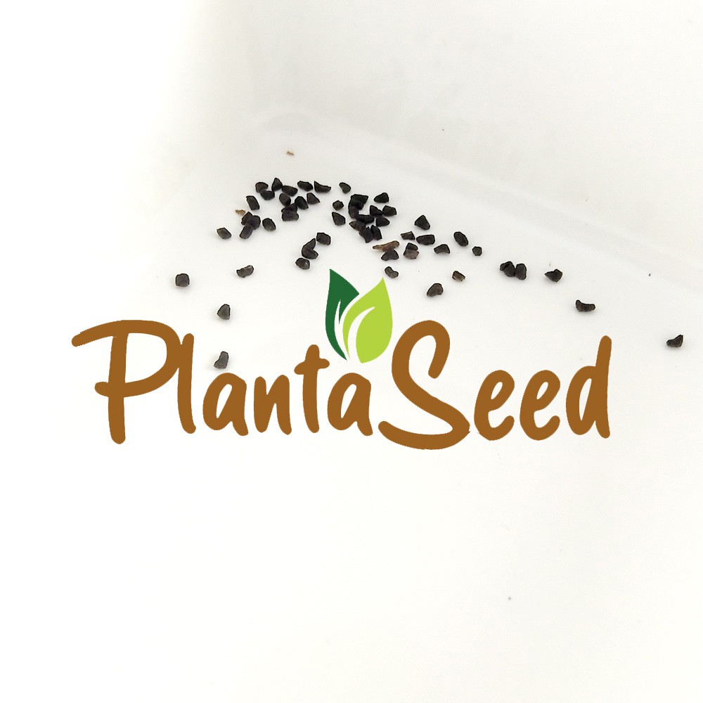 PlantaSeed - 50 Seeds - Penstemon Palmers Biji Bunga - PAS0207