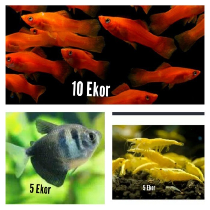 

ikan hias paket