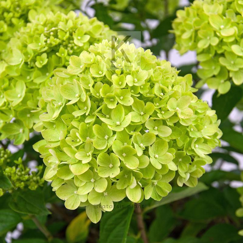 bunga Besar Hydrangeas Hidup  - Hortensia - Panca Warna HIJAU