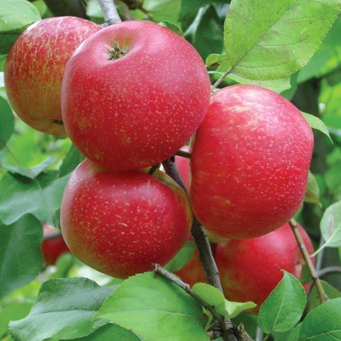 Bibit Bibit Buah Apel Paradise, Cepat Berbuah