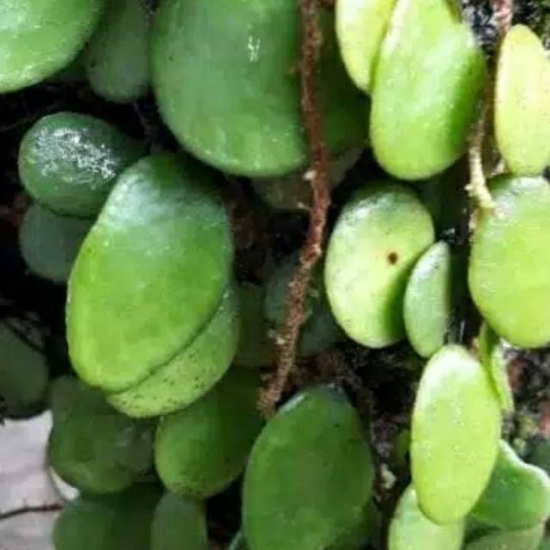 

Daun Picisan Atau Daun Sisik Naga Segar Per 1 Kg