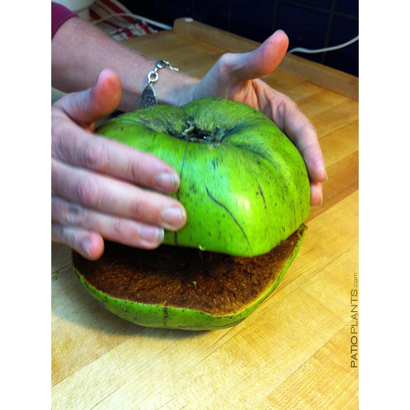 BIBIT SAWO HITAM / BLACK SAPOTE JUMBO