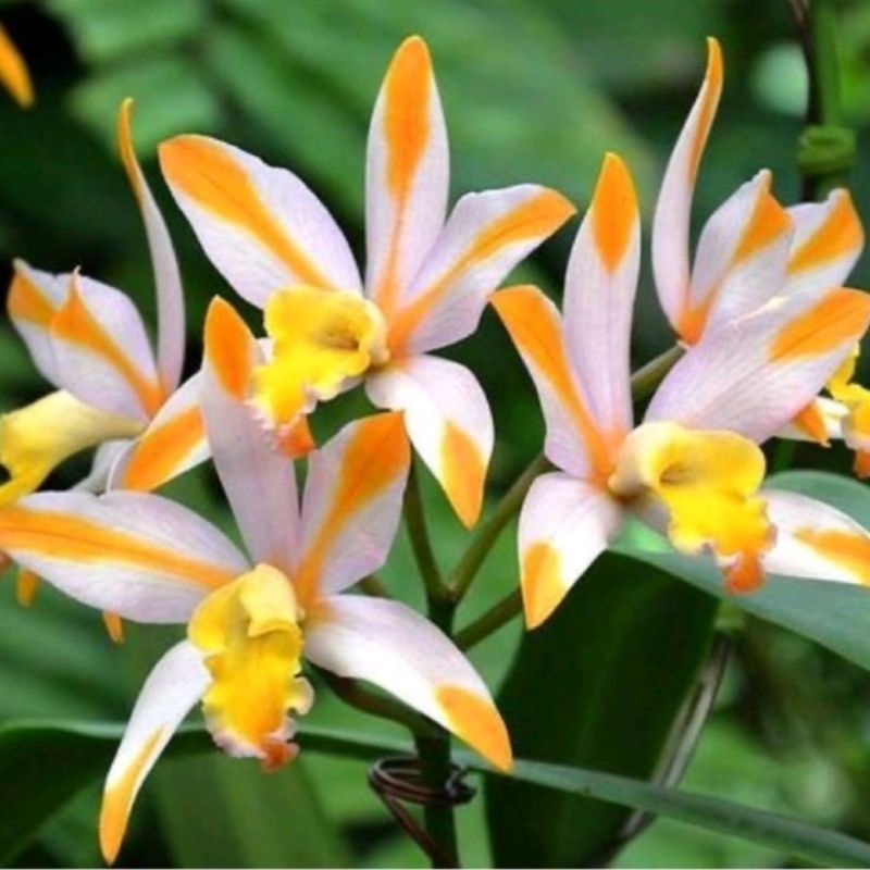 tanaman hias bunga anggrek tanah bibit tanaman hias anggrek tanah cantik/bibit bunga anggrek tanah t