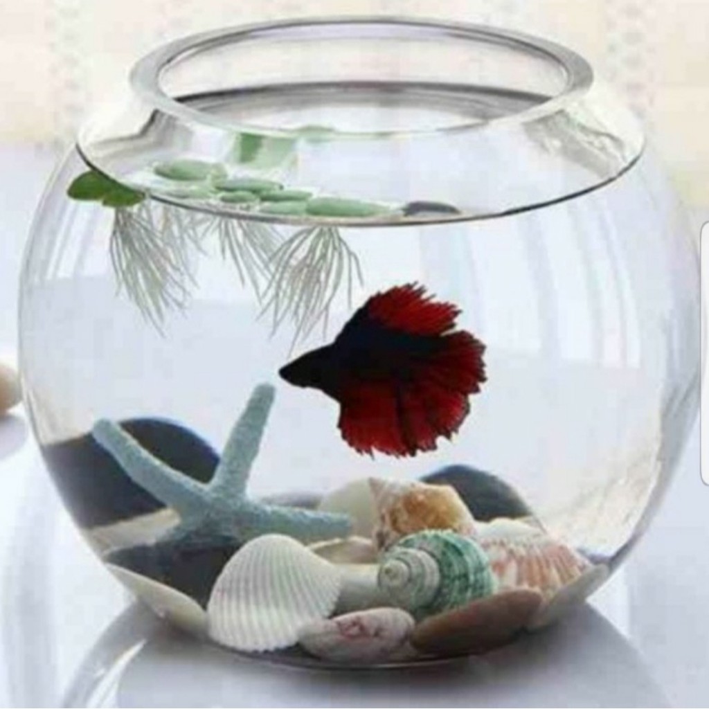 AQUARIUM IKAN CUPANG HIAS LUNA A VAS BUNGA BULAT KACA UKURAN 1,4 LITER